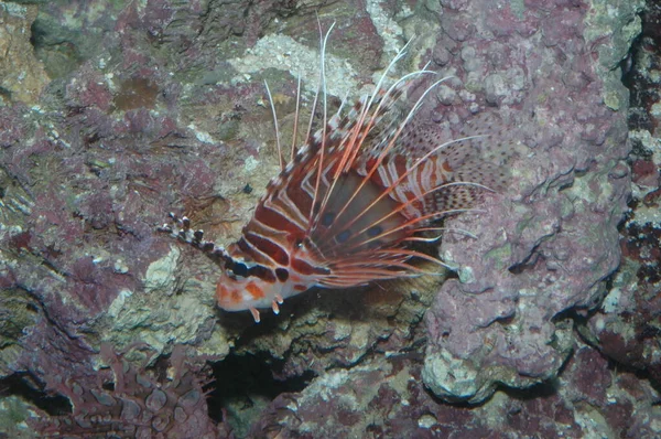 Detailní Záběr Antény Červeného Lva Pterois Antennata Mořském Dně — Stock fotografie