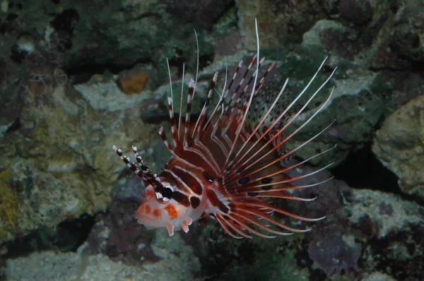 Deniz tabanında bir Kırmızı Aslan Balığının (Pterois antennata) yakın plan çekimi