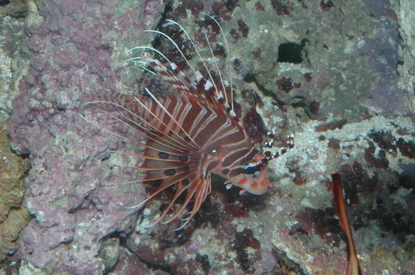 Close Red Lionfish Pterois Antennata Seafloor — Stok Foto