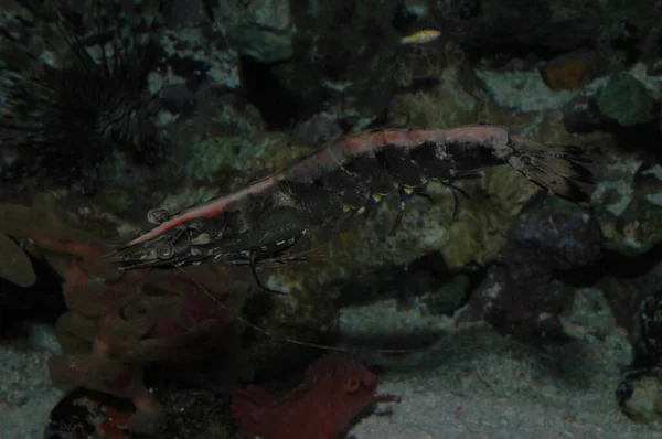 太平洋 加勒比海 鳗鱼的美丽的水下世界 — 图库照片