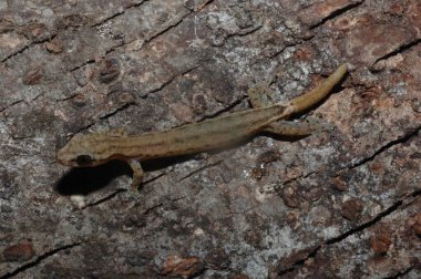 Hemidactylus pieresii sürüngeni ağaç kütüğüne (hemiphyllodactylus) ya da sabah kertenkelesine yakın dur.