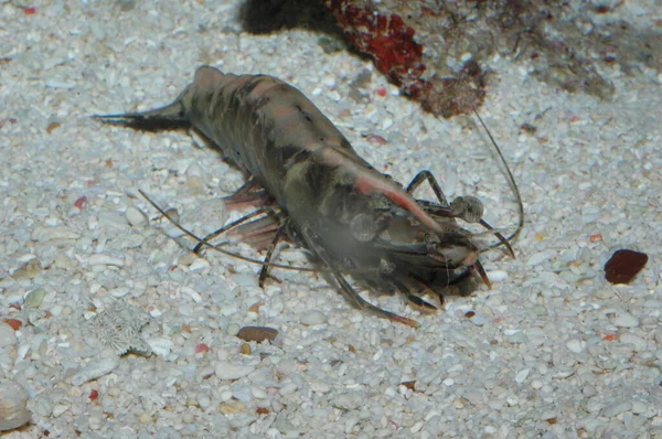 在特写 水下和海底捕捉到的巨虎大虾 — 图库照片