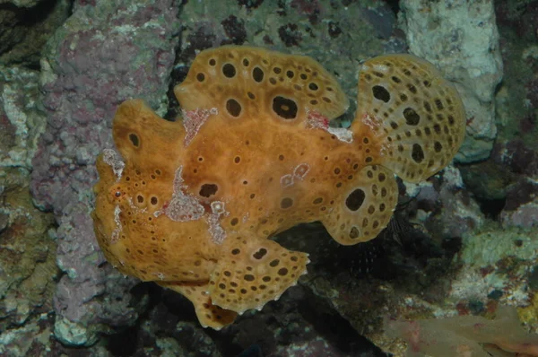 Turuncu Ocellated Frogfish siğil ya da (antennaruis pictus) denizin dibindeki su altında