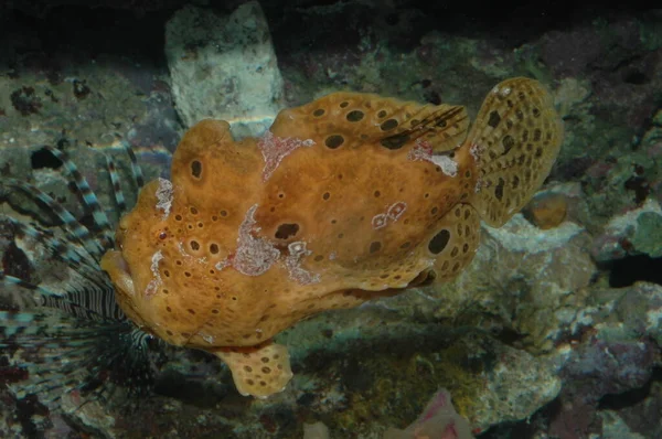 Turuncu Ocellated Frogfish siğil ya da (antennaruis pictus) denizin dibindeki su altında