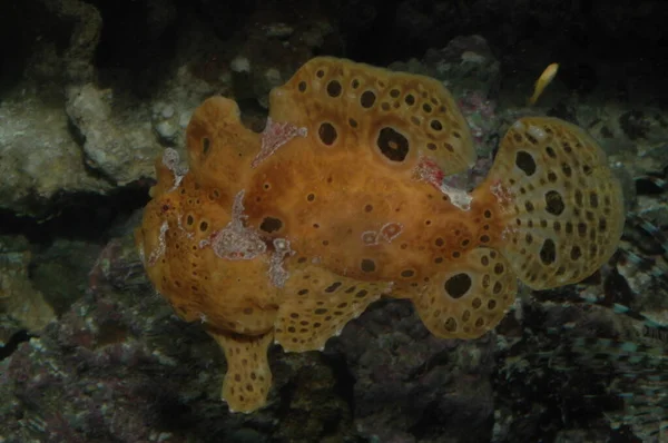Turuncu Ocellated Frogfish siğil ya da (antennaruis pictus) denizin dibindeki su altında