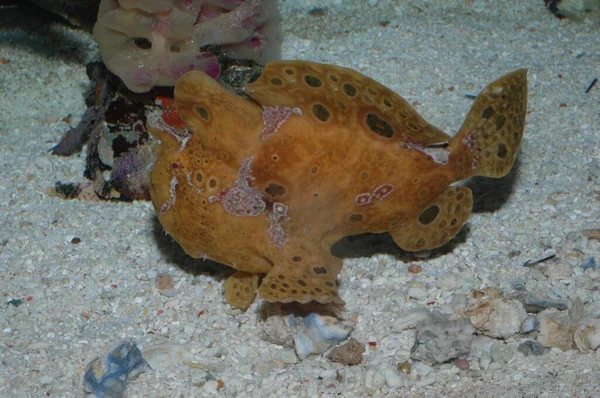 Turuncu Ocellated Frogfish siğil ya da (antennaruis pictus) denizin dibindeki su altında