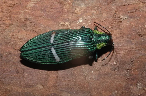 Yeşil Mücevher Böceği Catoxantha Zengin Buprestis Böceği — Stok fotoğraf