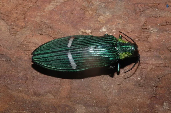Grön Juvel Skalbagge Catoxantha Överdådig Buprestis Insekt Närbild — Stockfoto