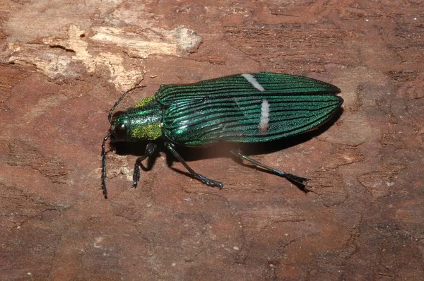 Yeşil Mücevher Böceği Catoxantha Zengin Buprestis Böcek Yakın Plan — Stok fotoğraf