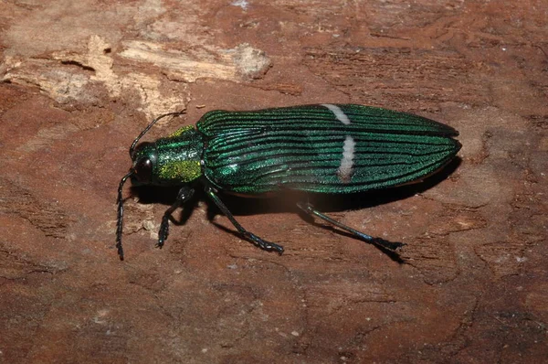 Grön Juvel Skalbagge Catoxantha Överdådig Buprestis Insekt Närbild — Stockfoto