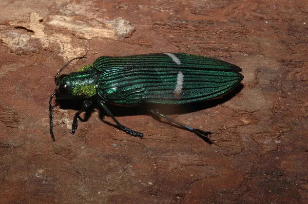 Yeşil Mücevher Böceği Catoxantha Zengin Buprestis Böcek Yakın Plan — Stok fotoğraf