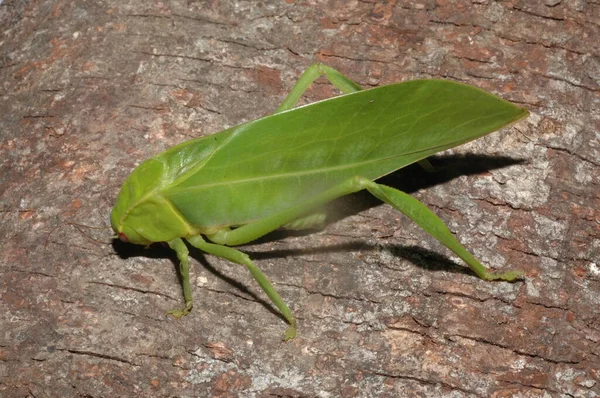 Microcentrum Phaneropterinae Green Bush Cricket Close — Stock Photo, Image