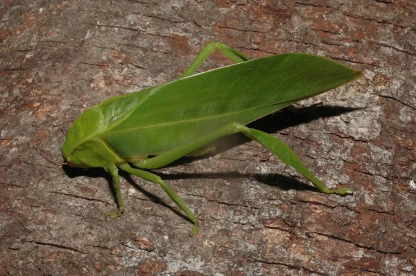 Microcentrum Phaneropterinae Yeşil Çalılık Cırcırböceği — Stok fotoğraf