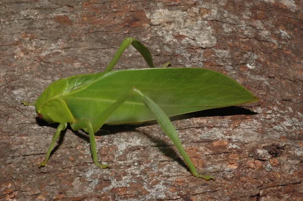 Microcentrum Phaneropterinae Green Bush Cricket Close — Stock Photo, Image