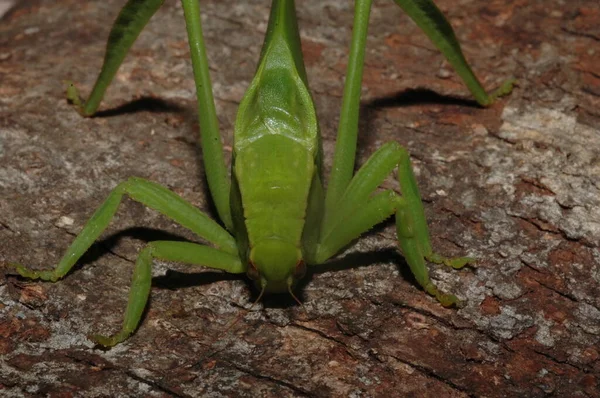 小球藻 Phaneropterinae 绿灌木蟋蟀 — 图库照片