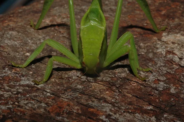 Microcentrum Phaneropterinae Zelený Keř Kriket Zblízka — Stock fotografie