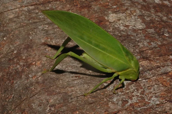 Microcentrum Phaneropterinae Πράσινο Θάμνο Κρίκετ Κοντά — Φωτογραφία Αρχείου