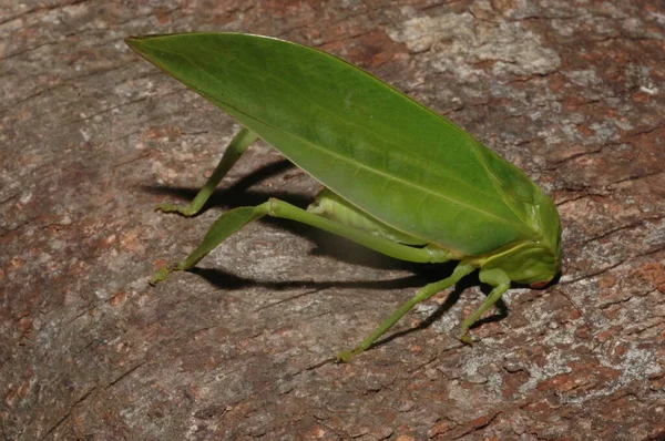 Microcentrum Phaneropterinae Verde Cricket Cespuglio Vicino — Foto Stock
