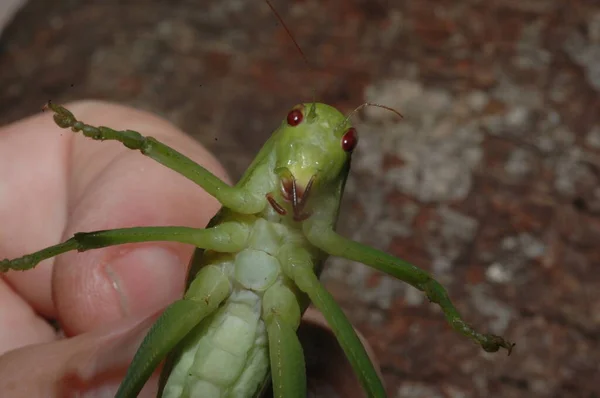 Microcentrum Phaneropterinae Green Bush Cricket Close — Stok Foto
