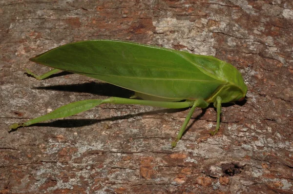 Microcentrum Phaneropterinae Grön Buske Cricket Närbild — Stockfoto