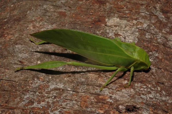 Microcentrum Phaneropterinae Πράσινο Θάμνο Κρίκετ Κοντά — Φωτογραφία Αρχείου