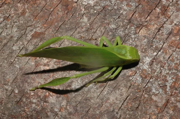 Microcentrum Phaneropterinae Grillo Arbusto Verde Cerca — Foto de Stock