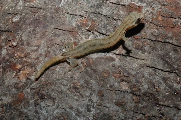 Hemidactylus Pieresii Sürüngeni Ağaç Kütüğüne Hemiphyllodactylus Sabah Kertenkelesine Yakın Dur — Stok fotoğraf