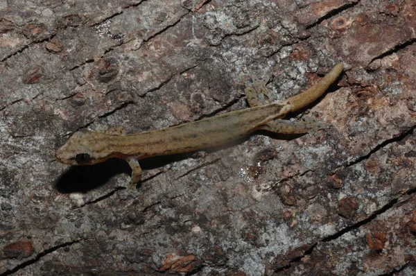 Hemidactylus Pieresii Réptil Close Árvore Log Hemiphyllodactylus Manhã Gecko — Fotografia de Stock