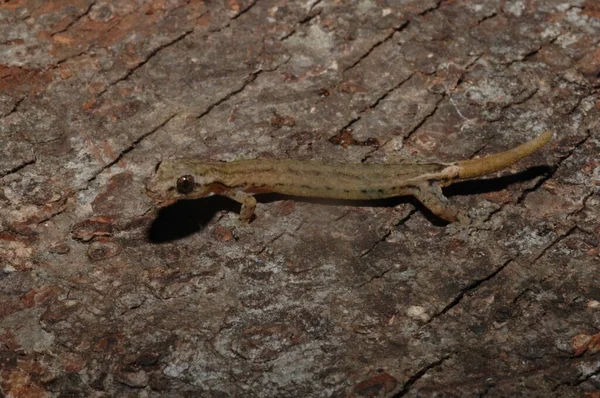 Hemidactylus pieresii sürüngeni ağaç kütüğüne (hemiphyllodactylus) ya da sabah kertenkelesine yakın dur.