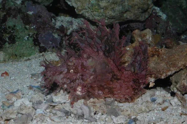 Weedy Scorpionfish Rhinopias Frondosa Primer Plano Fondo Del Mar —  Fotos de Stock