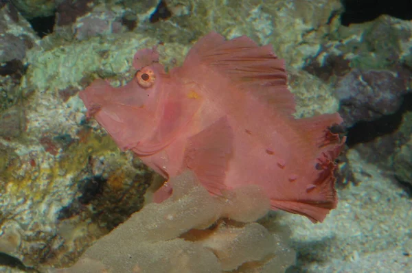 Burun estetiği eschmeyeri dalgalı lavanta balığı denizin dibinde yakın plan.