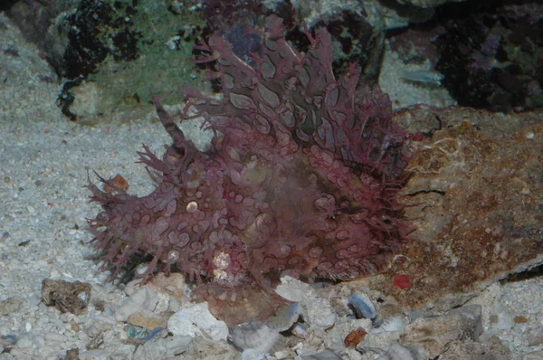 Yabani akrep balığı Rhinopias frondosa Denizin dibinde yakın plan