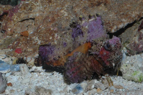 Δηλητηριώδη Πλάσματα Στην Ερυθρά Θάλασσα Scorpaena Mystes Pacific — Φωτογραφία Αρχείου