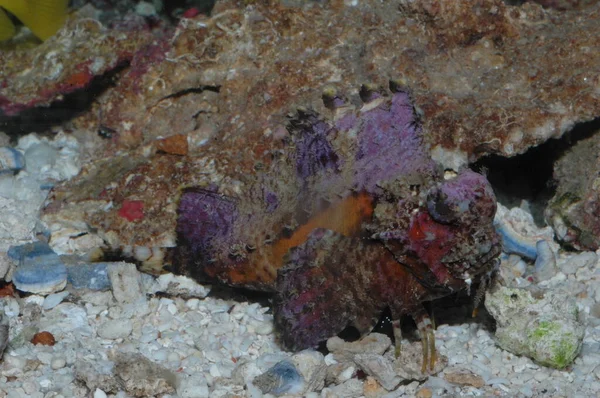 Criaturas Venenosas Mar Rojo Scorpaena Mistes Pacific —  Fotos de Stock