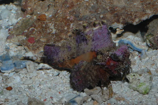 Ядовитые Существа Красном Море Scorpaena Mystes Pacistes — стоковое фото
