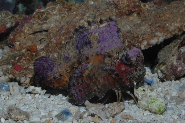 Créatures Venimeuses Dans Mer Rouge Scorpaena Mystes Pacifiques — Photo