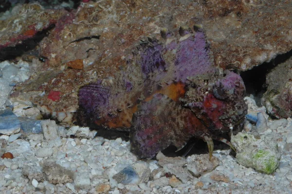 Ядовитые Существа Красном Море Scorpaena Mystes Pacistes — стоковое фото