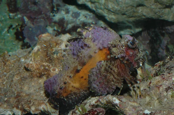 Kızıl Deniz Deki Zehirli Yaratıklar Scorpaena Pasifik Ele Geçirdi — Stok fotoğraf