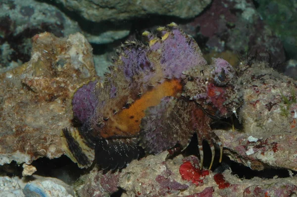 Criaturas Venenosas Mar Rojo Scorpaena Mistes Pacific —  Fotos de Stock
