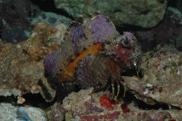 Venijnige Wezens Rode Zee Scorpaena Mystes Pacific — Stockfoto
