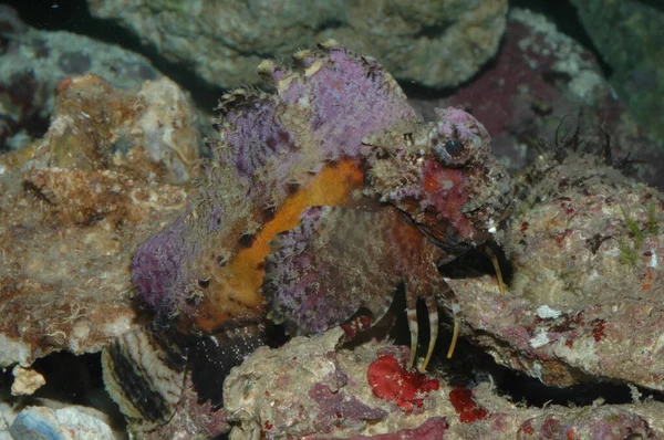 红海天蝎座的剧毒生物太平洋 — 图库照片