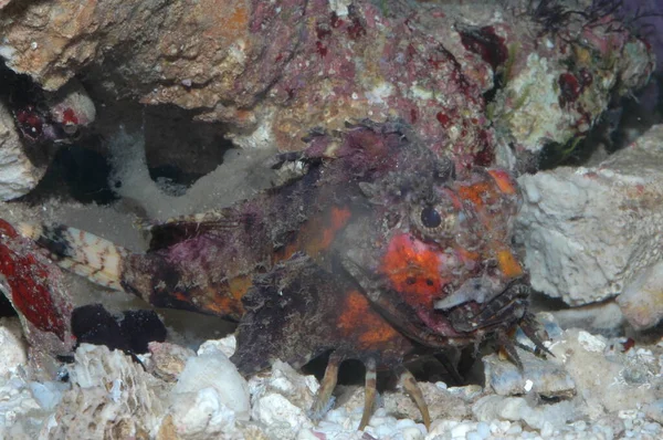 Kızıl Deniz 'deki zehirli yaratıklar. Scorpaena Pasifik' i ele geçirdi.