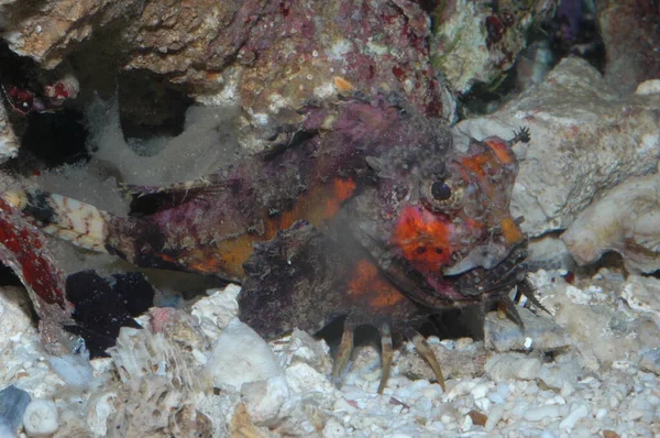 Mérges Lények Vörös Tenger Scorpaena Misztikus Csendes Óceáni — Stock Fotó
