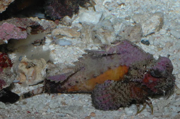 Δηλητηριώδη Πλάσματα Στην Ερυθρά Θάλασσα Scorpaena Mystes Pacific — Φωτογραφία Αρχείου