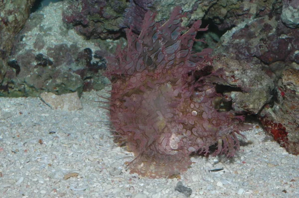 海の底の雑草の甲殻類Rhinopias Frondosa閉鎖 — ストック写真