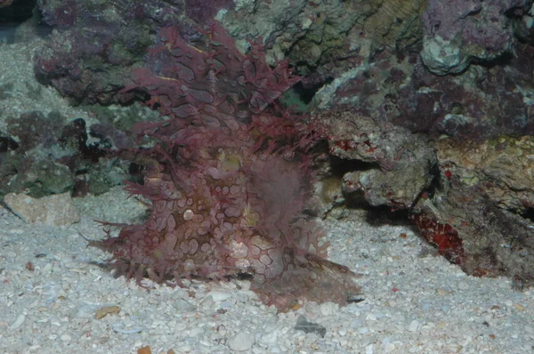 Ziołowy Skorpion Rhinopias Frondosa Zbliżenie Dnie Morza — Zdjęcie stockowe