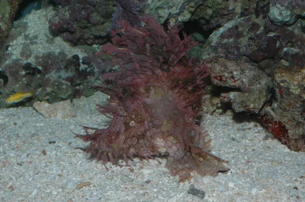Reicher Skorpionfisch Rhinopias Frondosa Nahaufnahme Meeresboden — Stockfoto