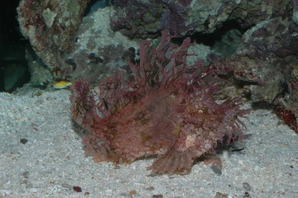 Ogrässkorpionfisk Rhinopias Frondosa Närbild Botten Havet — Stockfoto