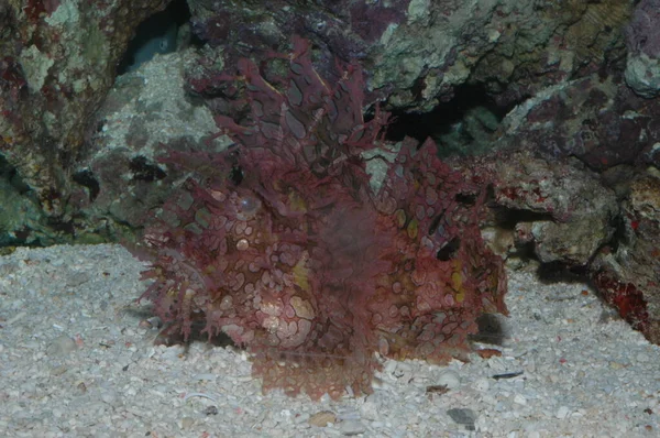 海の底の雑草の甲殻類Rhinopias Frondosa閉鎖 — ストック写真