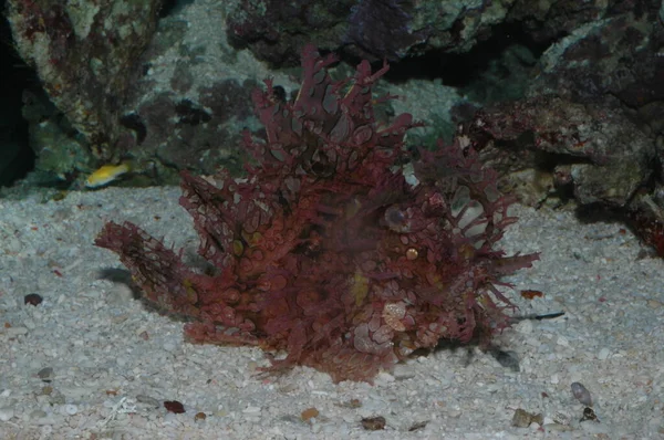 Scorpionfish Rhinopias Frondosa Gros Plan Fond Mer — Photo